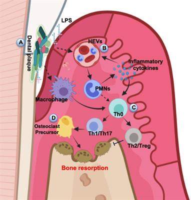 mTOR Signaling in the Regulation of CD4+ T Cell Subsets in Periodontal Diseases